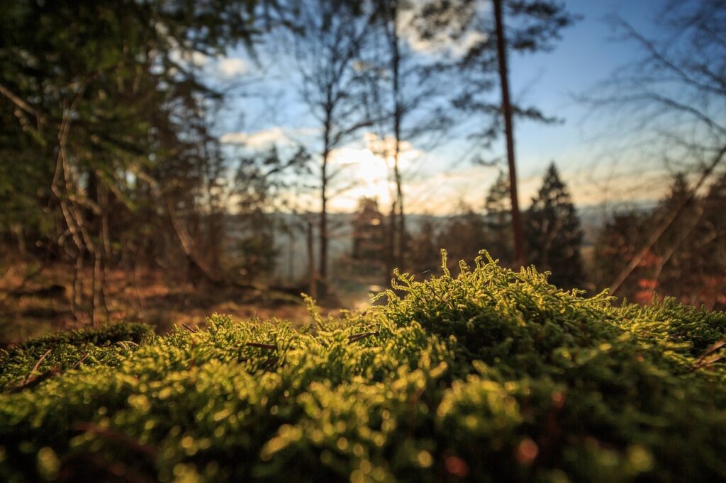 plant, green, moss